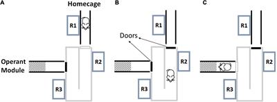 Learning Set Formation and Reversal Learning in Mice During High-Throughput Home-Cage-Based Olfactory Discrimination